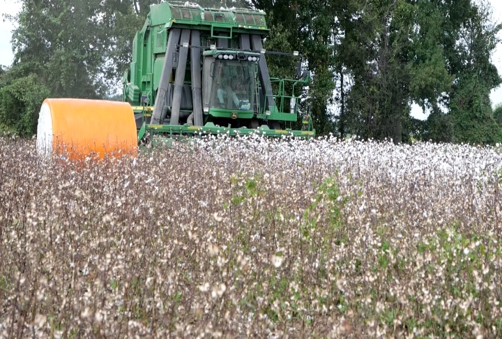 Louisiana cotton harvest seeing strong yields but extremely low prices